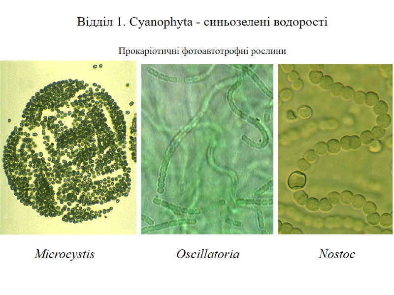 Відділ 1. Cyanophyta - синьозелені водорості  Прокаріотичні фотоавтотрофні рослини Microcystis Oscillatoria Nostoc